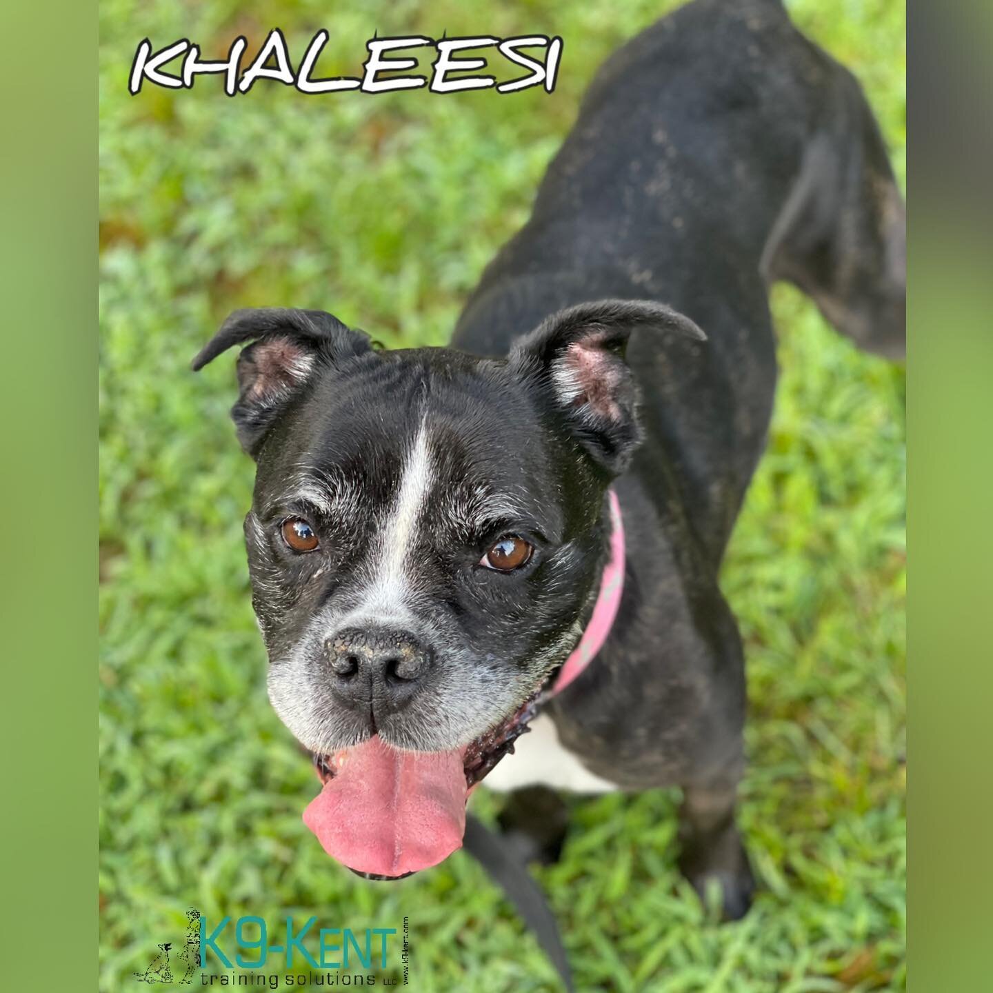 Welcome to your holiday weekend with us 🐾KHALEESI🐾

This older lady is a Boxer Mix and super sweet towards human. 
She unfortunately is dog aggressive and needs special attention and care throughout her stay which we are happy to provide, so dogs l