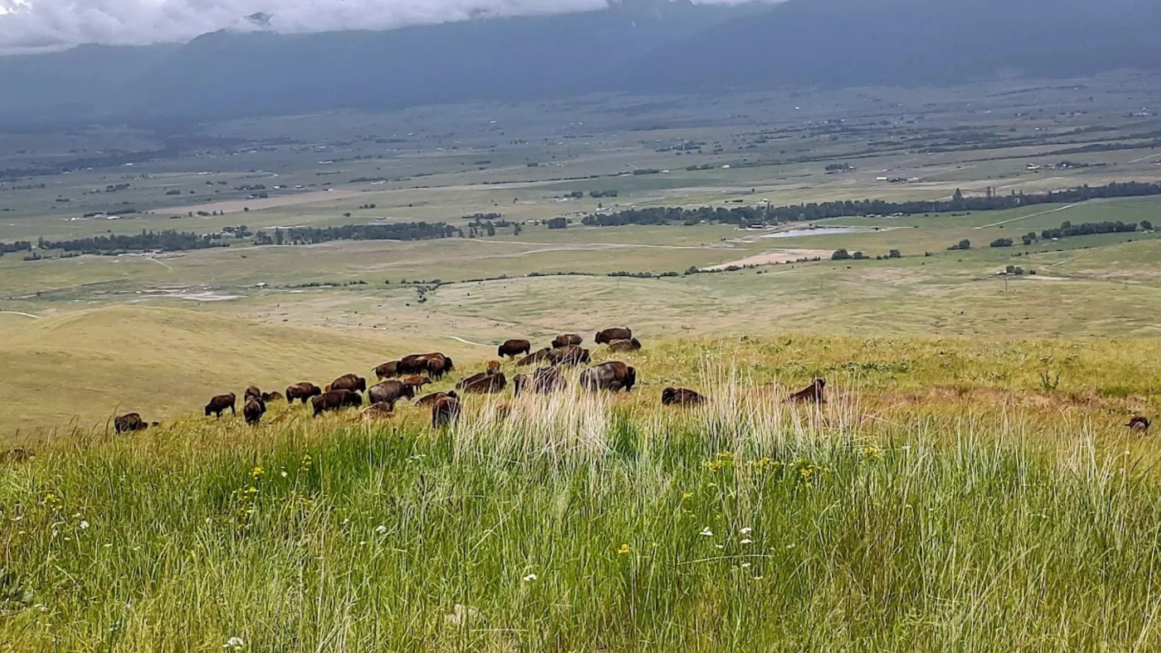 Bison Wide Vista Banner.jpg