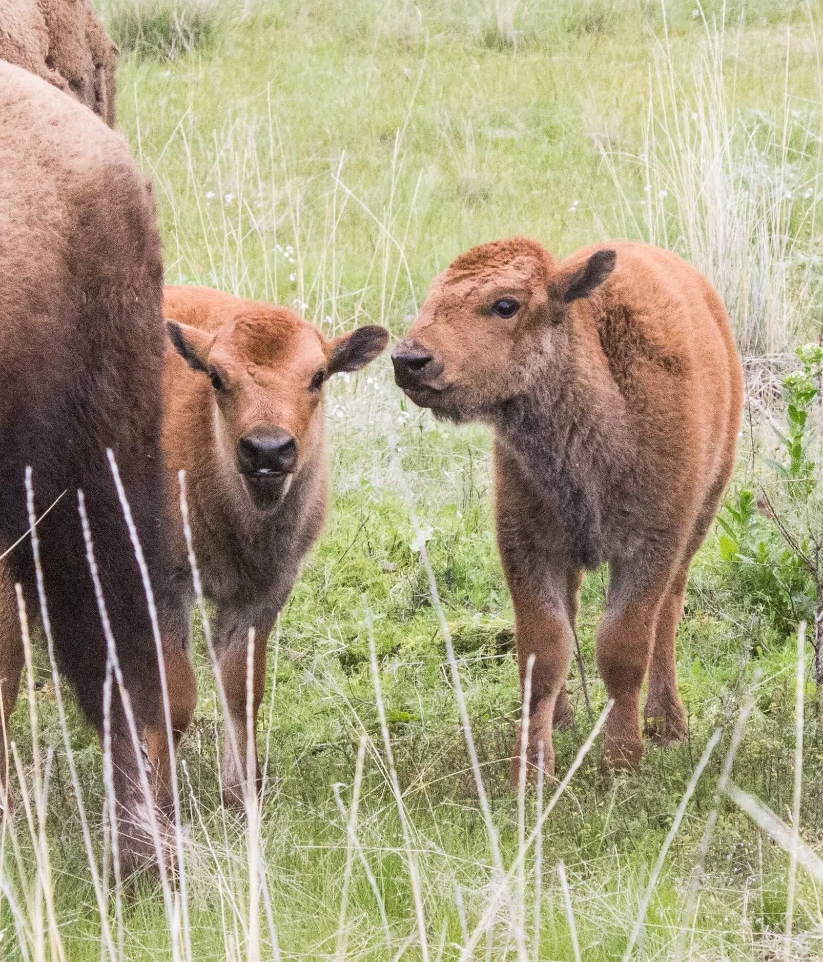 BisonCalfs.jpg