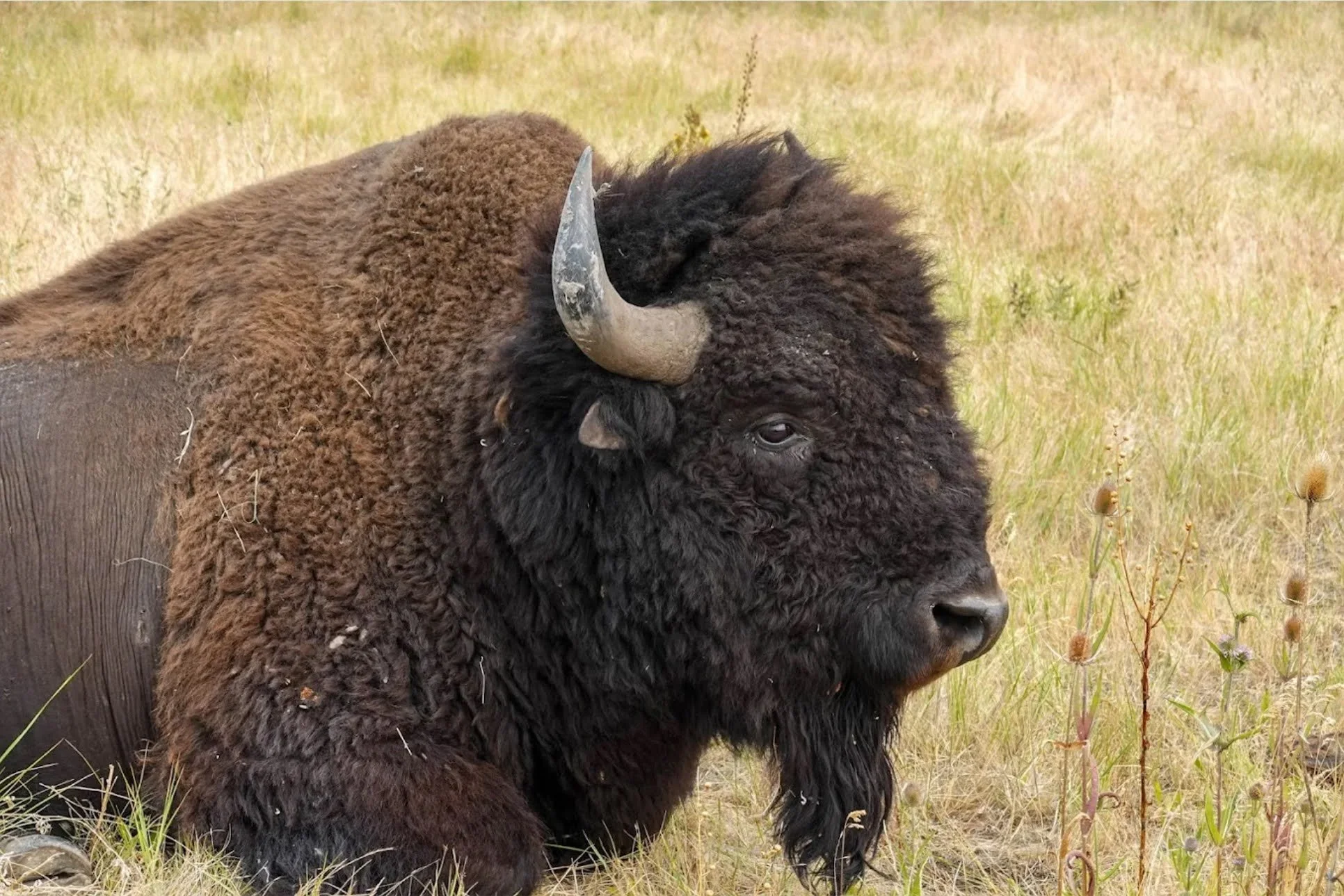 Bison Close.jpg