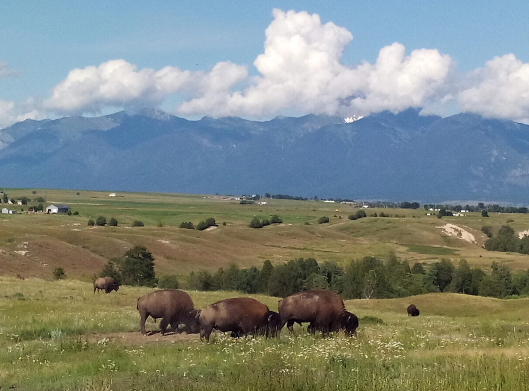 Bison Herd Nice View.png