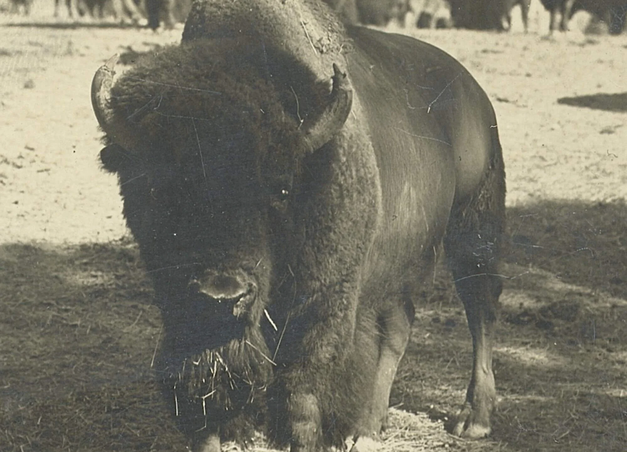 Bison_Range_archived.jpg