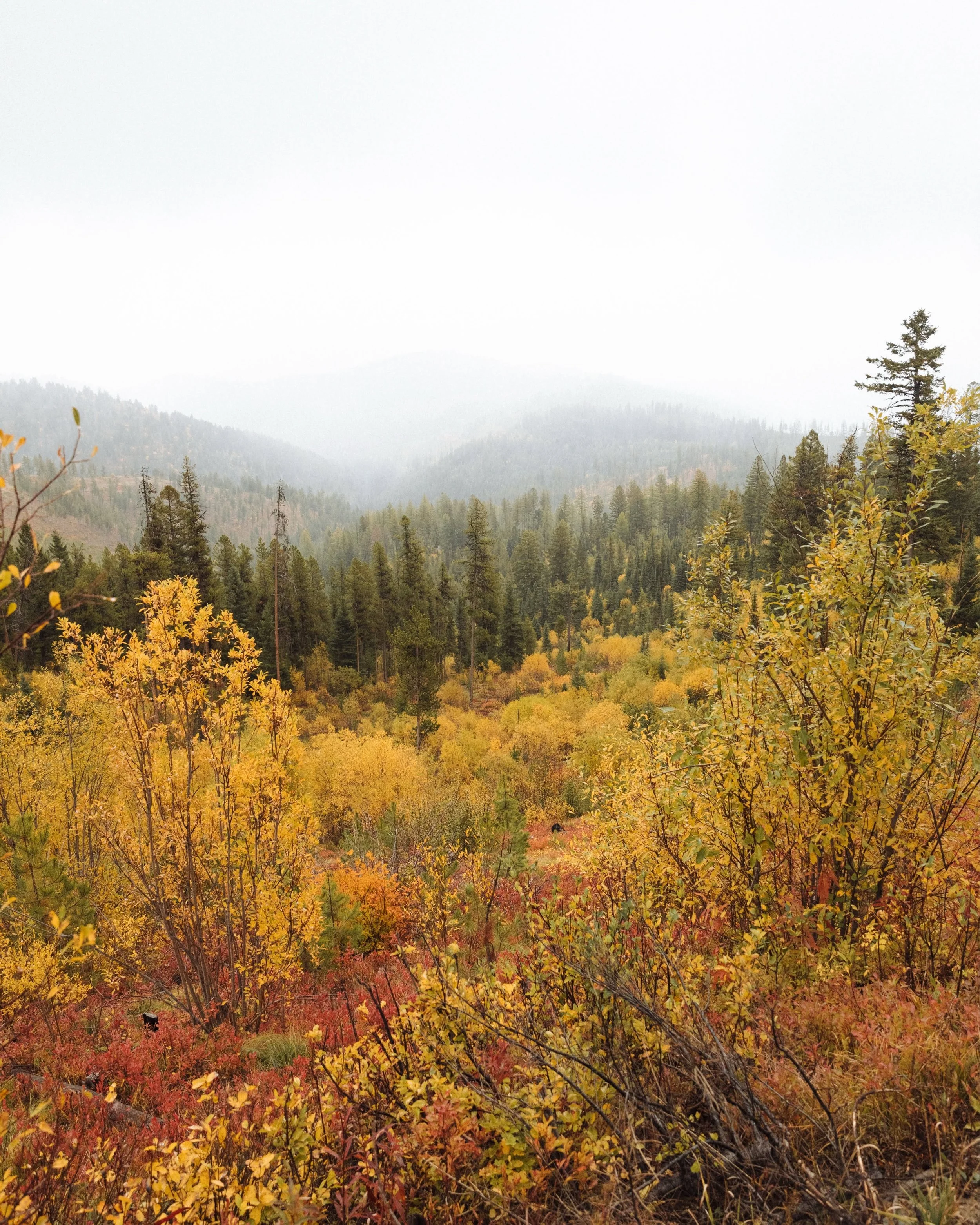 FiveValleys_yellowleaves.jpg