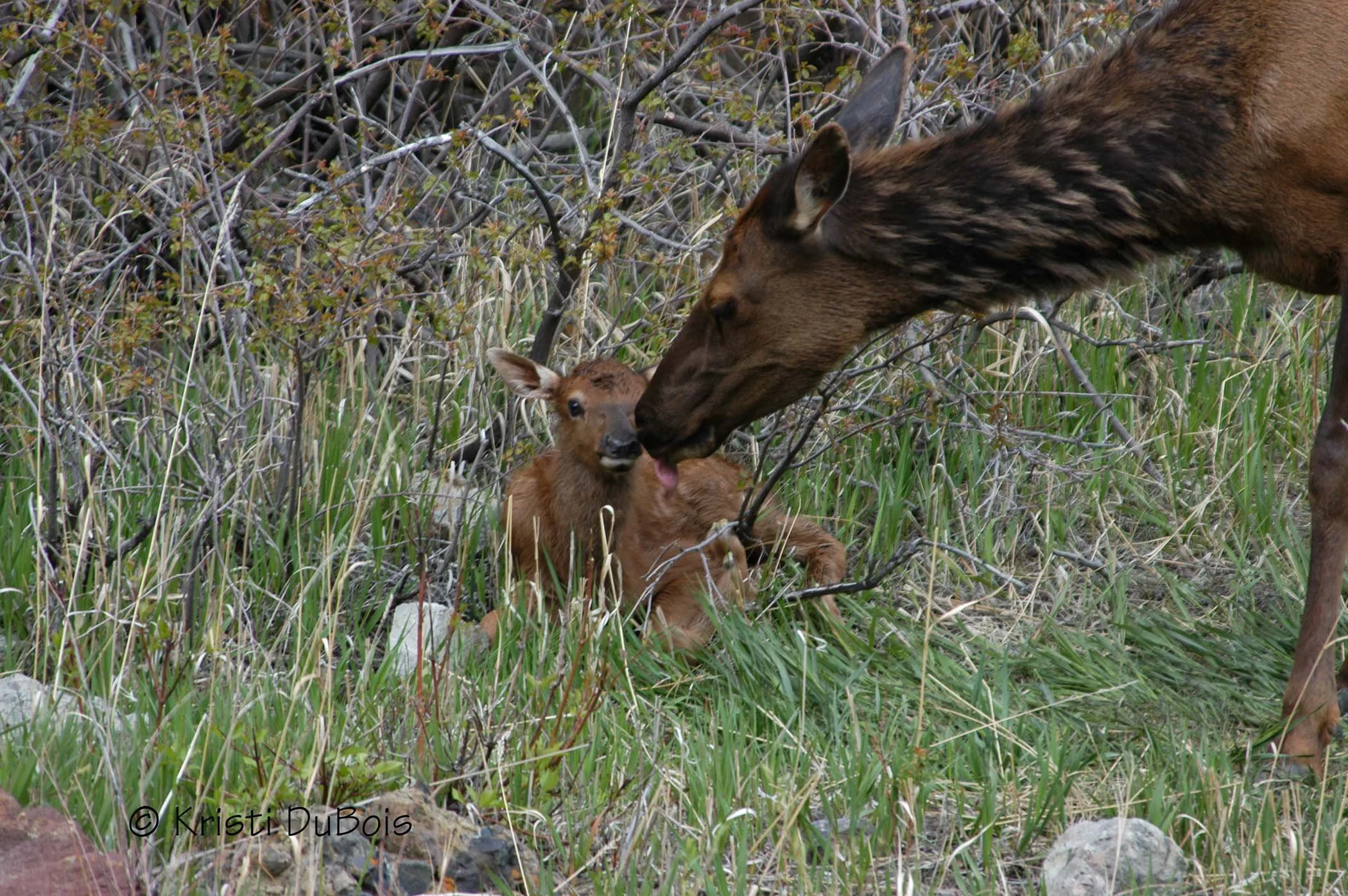 Elk calf newborn (Kristi DuBois).jpg