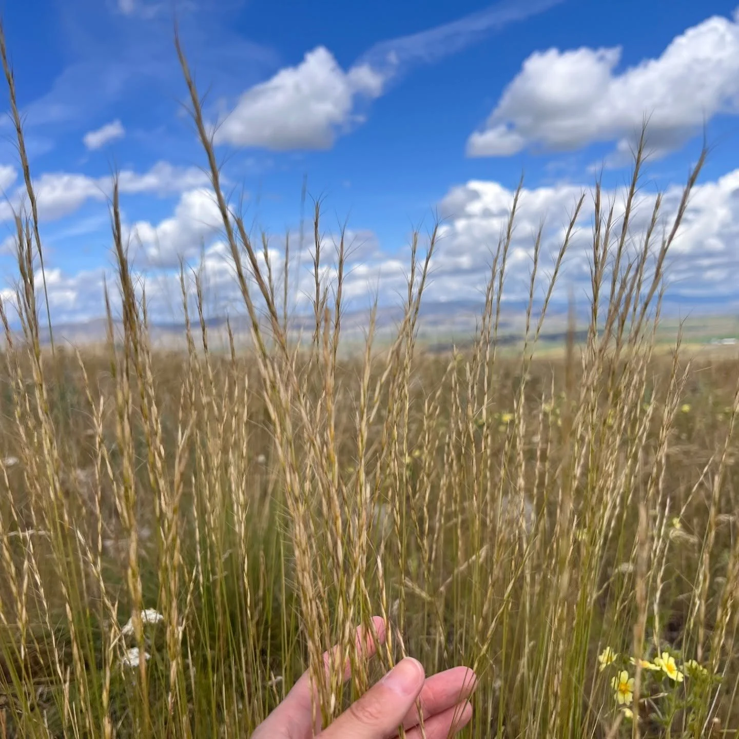 FiveValleys_grass.jpg