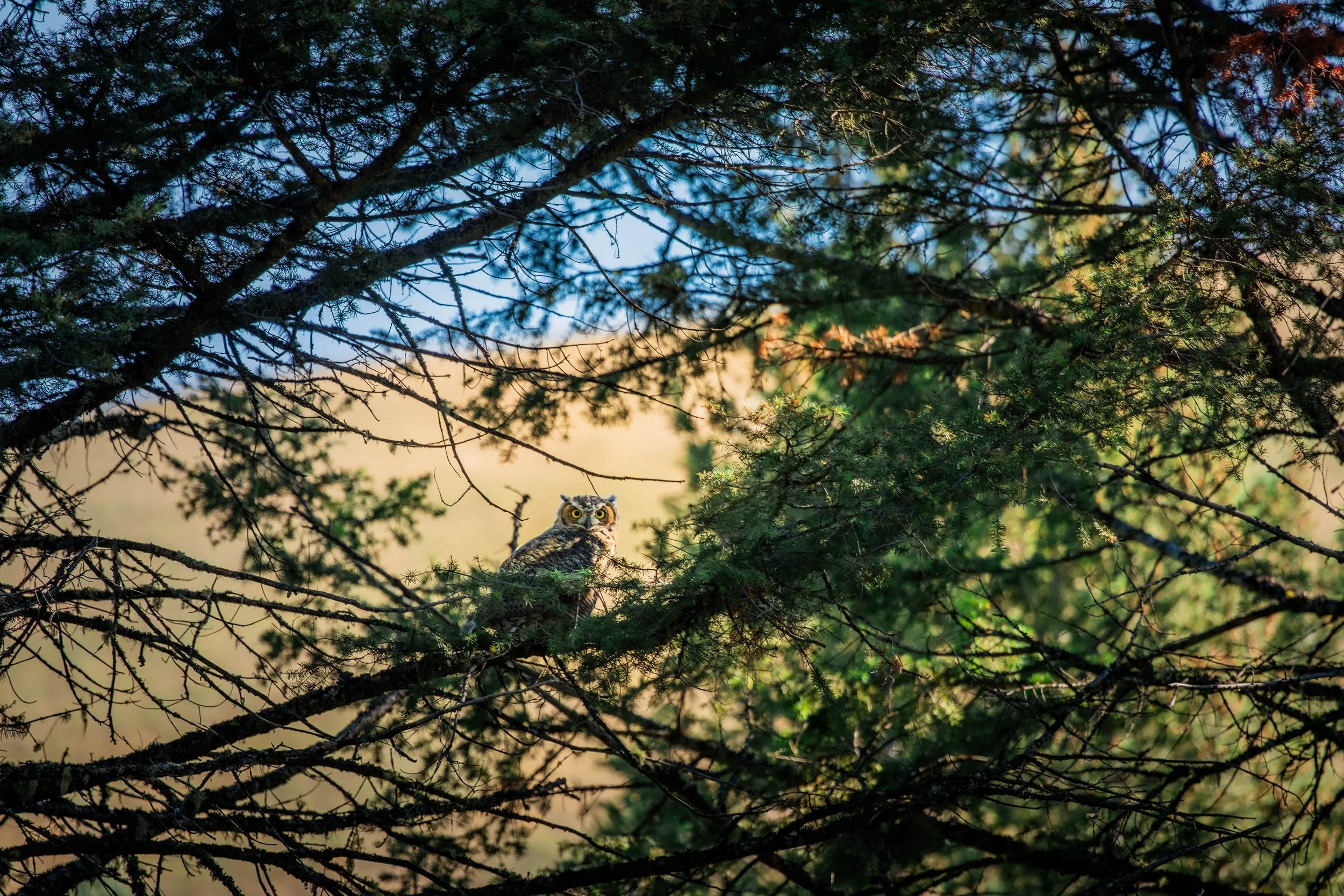 Great Horned Owl on McGowan Ranch conservation easement near Drummond (Revealing Earth).jpg
