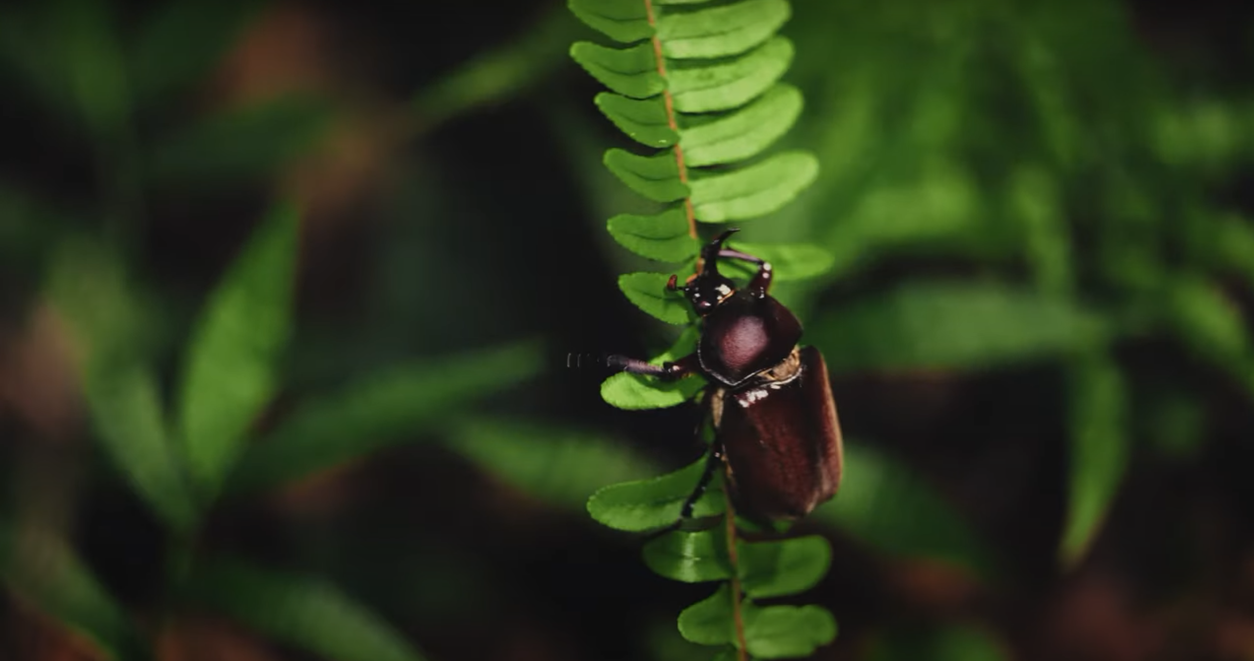 Scarabic Serenades Beetle.png
