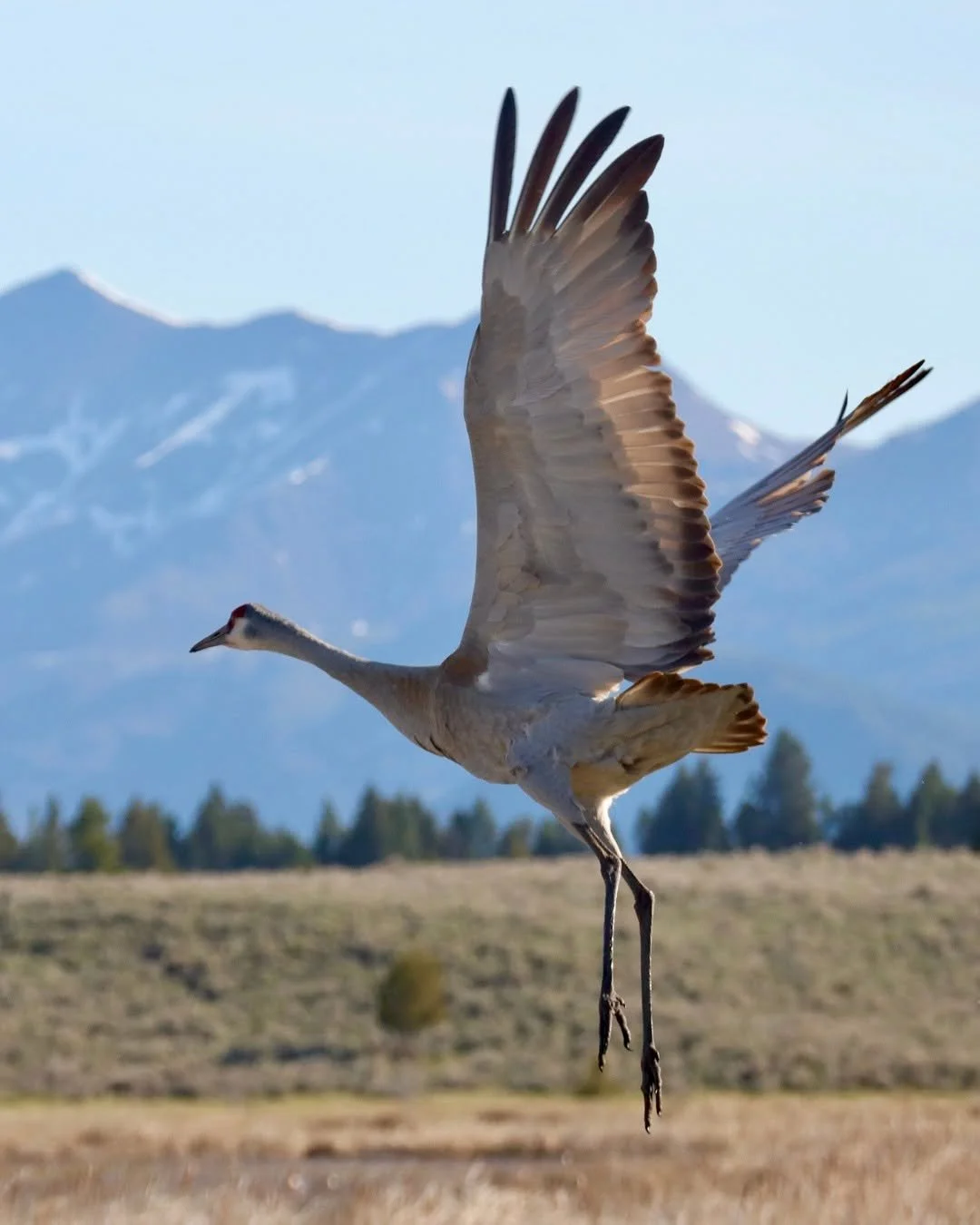 FiveValleys_heron.jpg