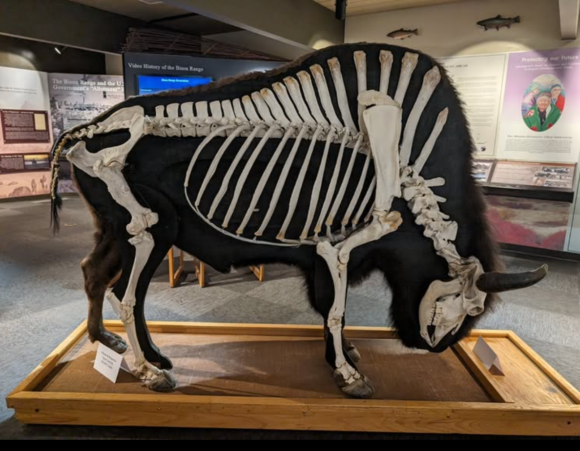 Bison_skeleton.png