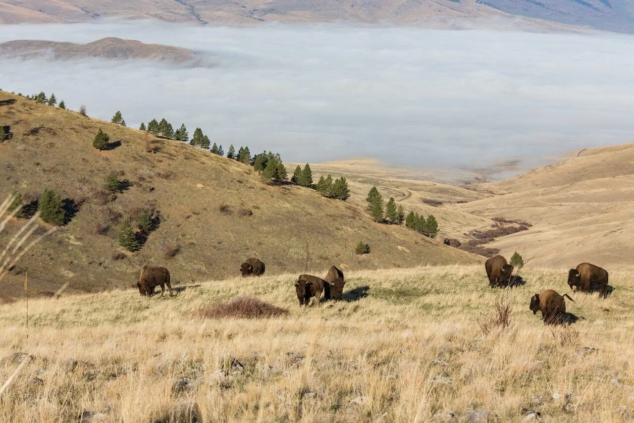 BisonRangeYellowGrass.jpg