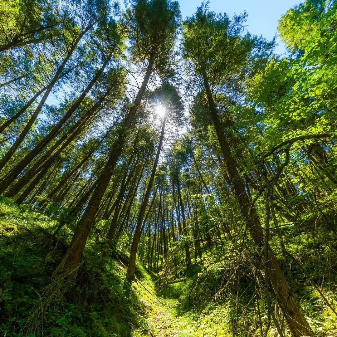 FiveValleys_trees.jpg