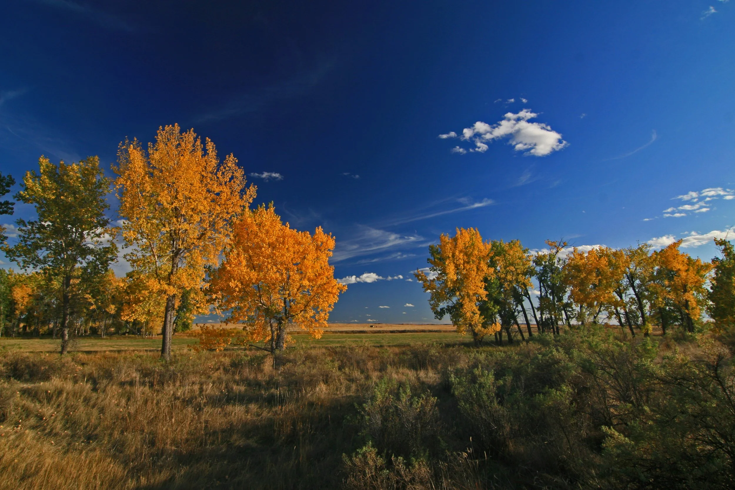 IMG_8709 APF fall 08.jpg