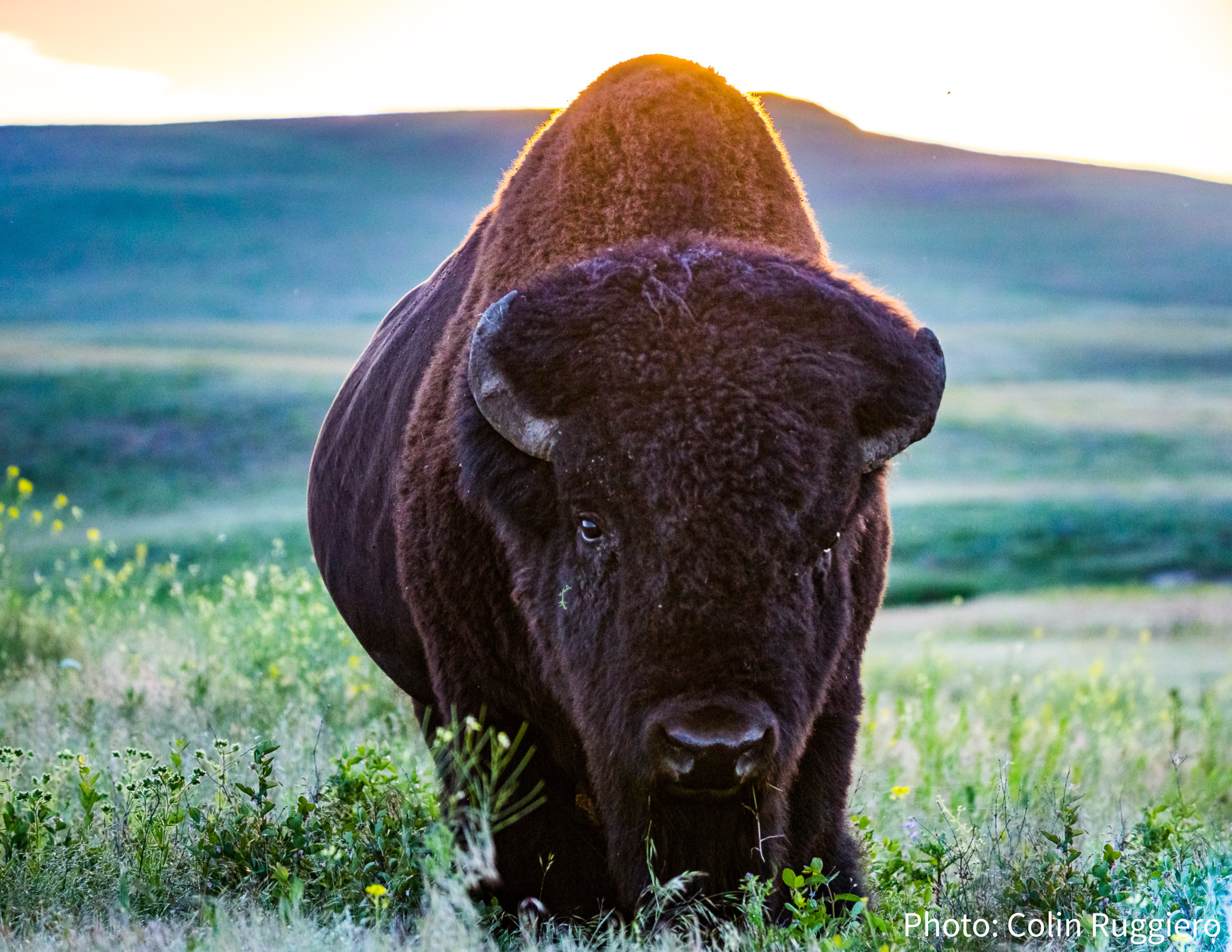 BisonRange_CRuggiero1.png