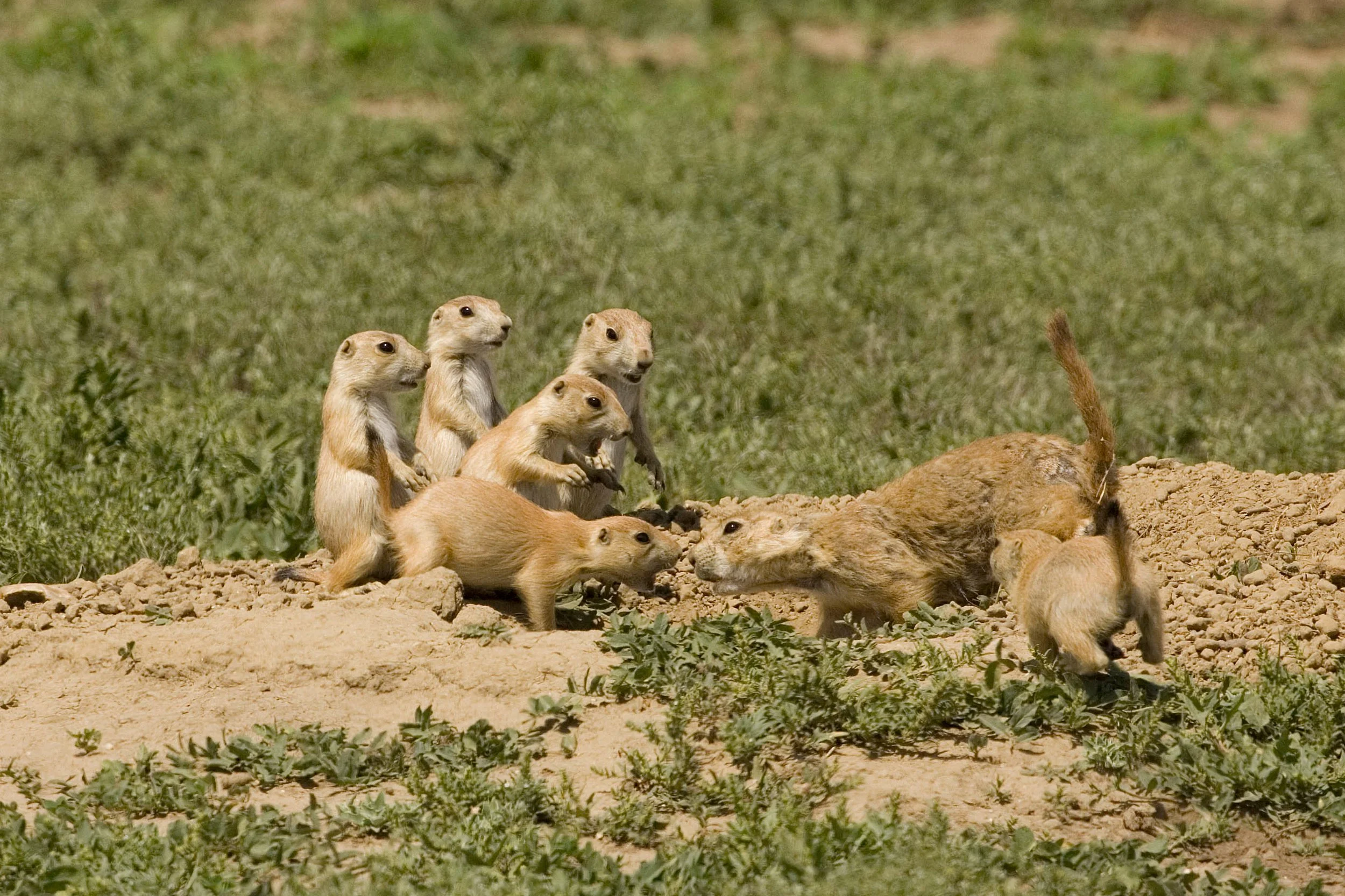 Prairie_dog_diane_hargreaves (2).jpg