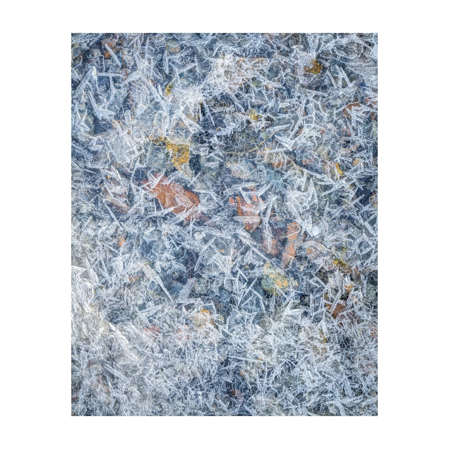14 - løv i frost.jpg