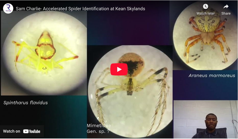 Accelerated Spider Identification at Kean Skylands