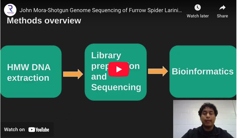 Shotgun Genome Sequencing of the Furrow Spider Larinioides Cornutus Using Nanopore Long Reads