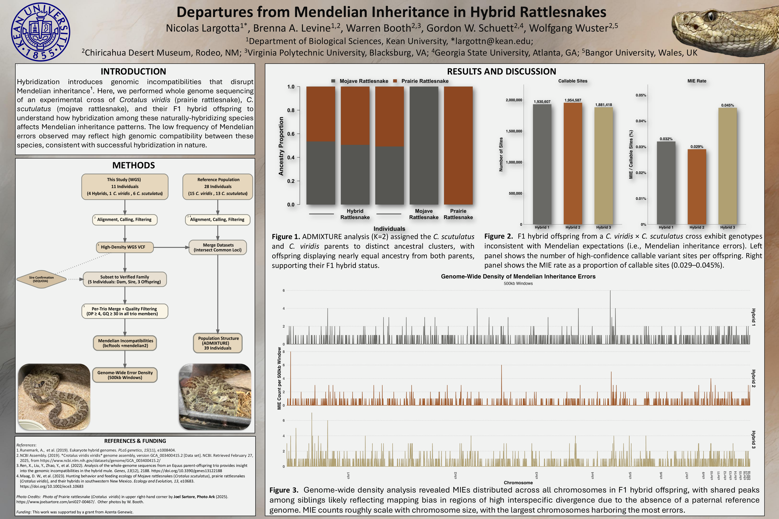 Departures from Mendelian Inheritance in Hybrid Rattlesnakes