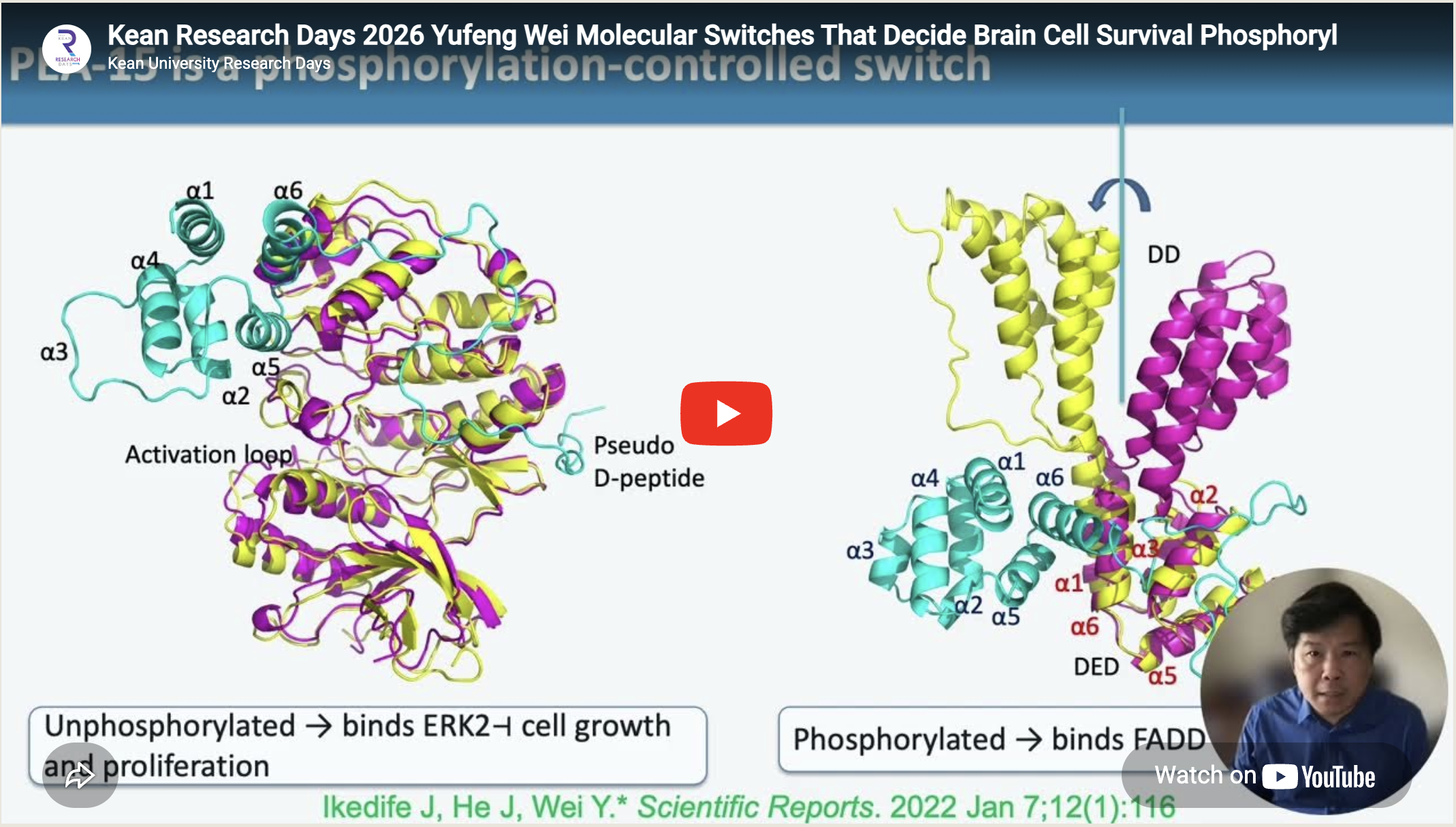 Molecular Switches That Decide Brain Cell Survival: Phosphorylation Dependent Control of Inflammation and Cell Fate at the Blood–Brain Barrier