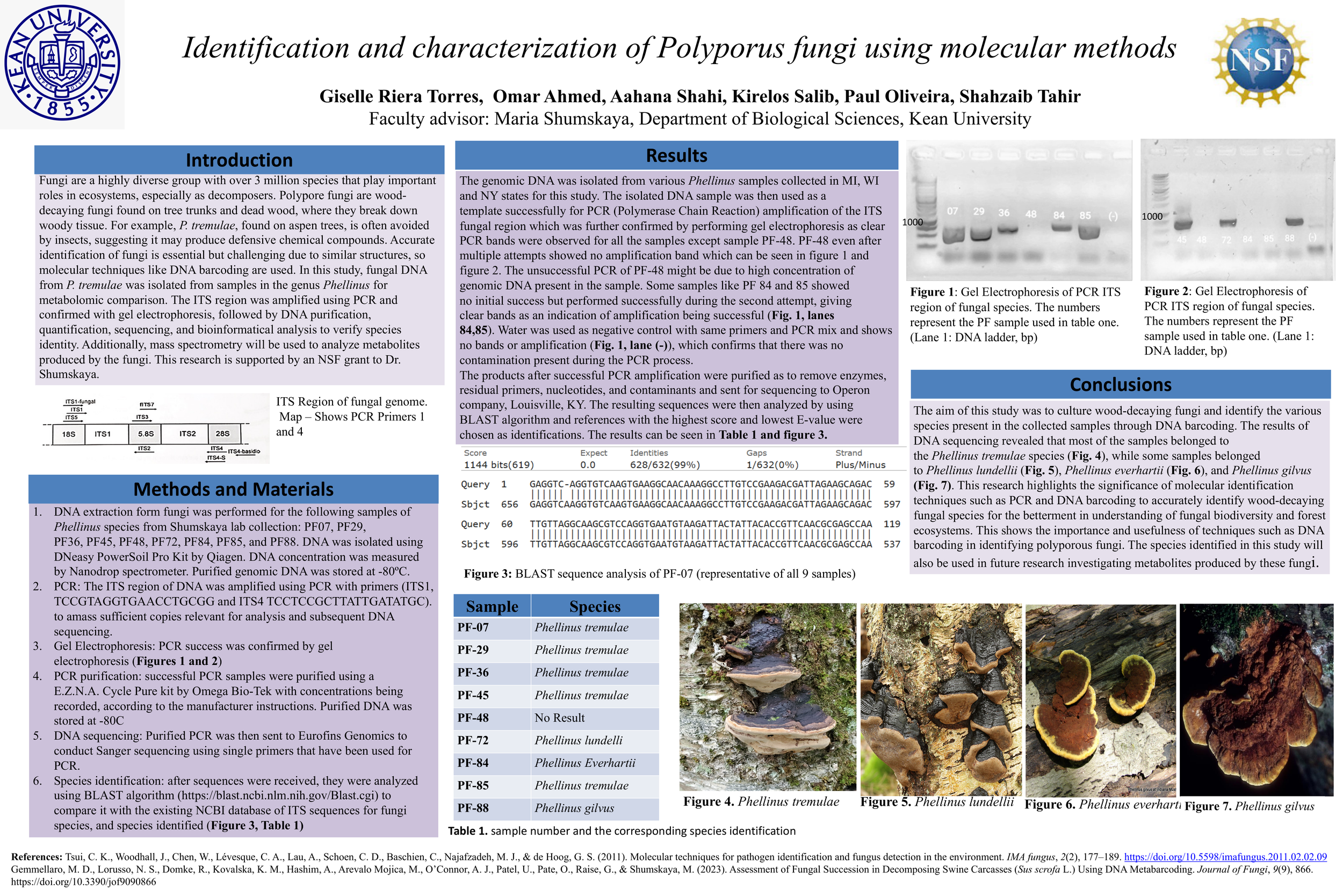 Identification and characterization of Polyporus fungi using molecular methods
