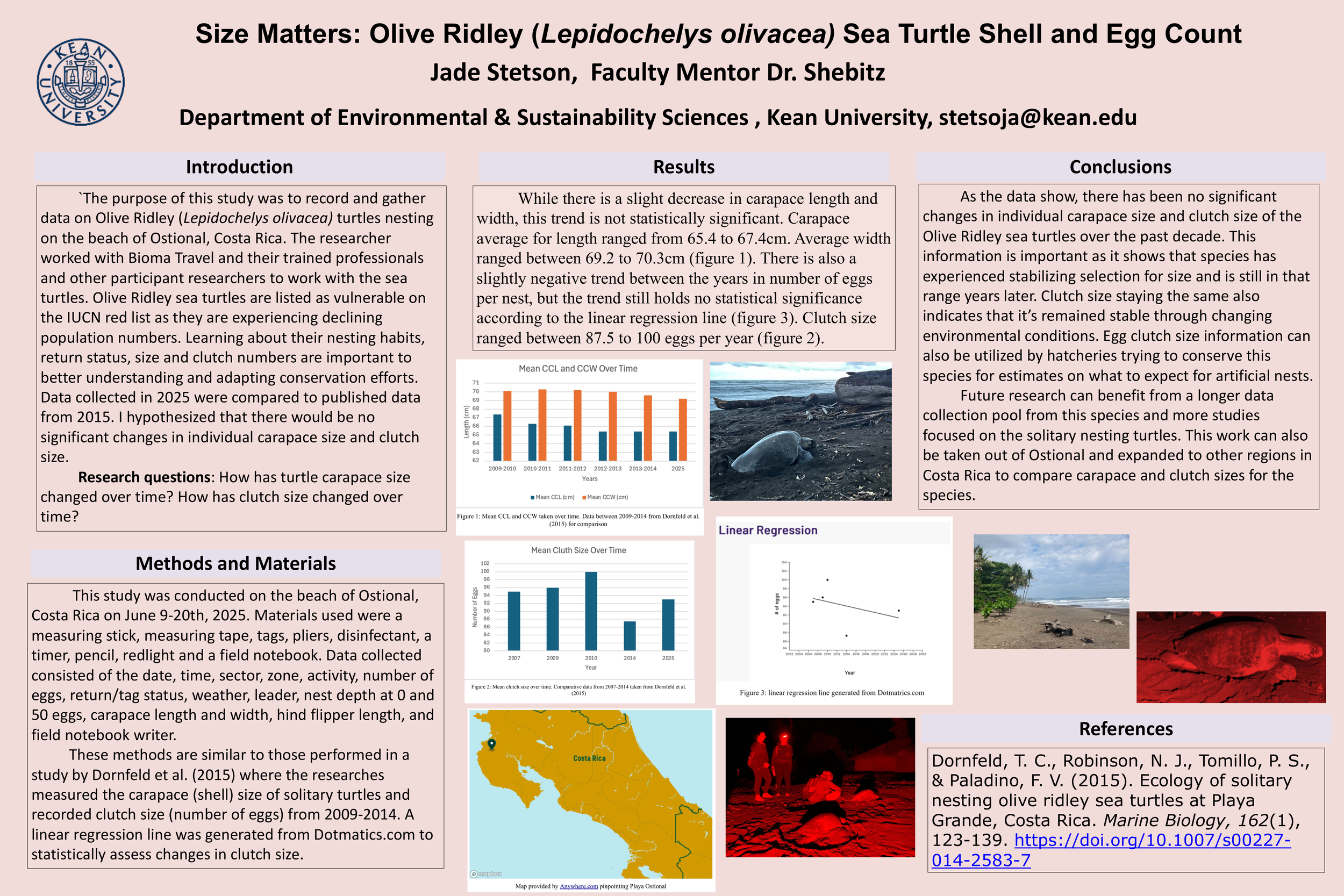 Size Matters: Olive Ridley (Lepidochelys olivacea) Sea Turtle Shell and Egg Count