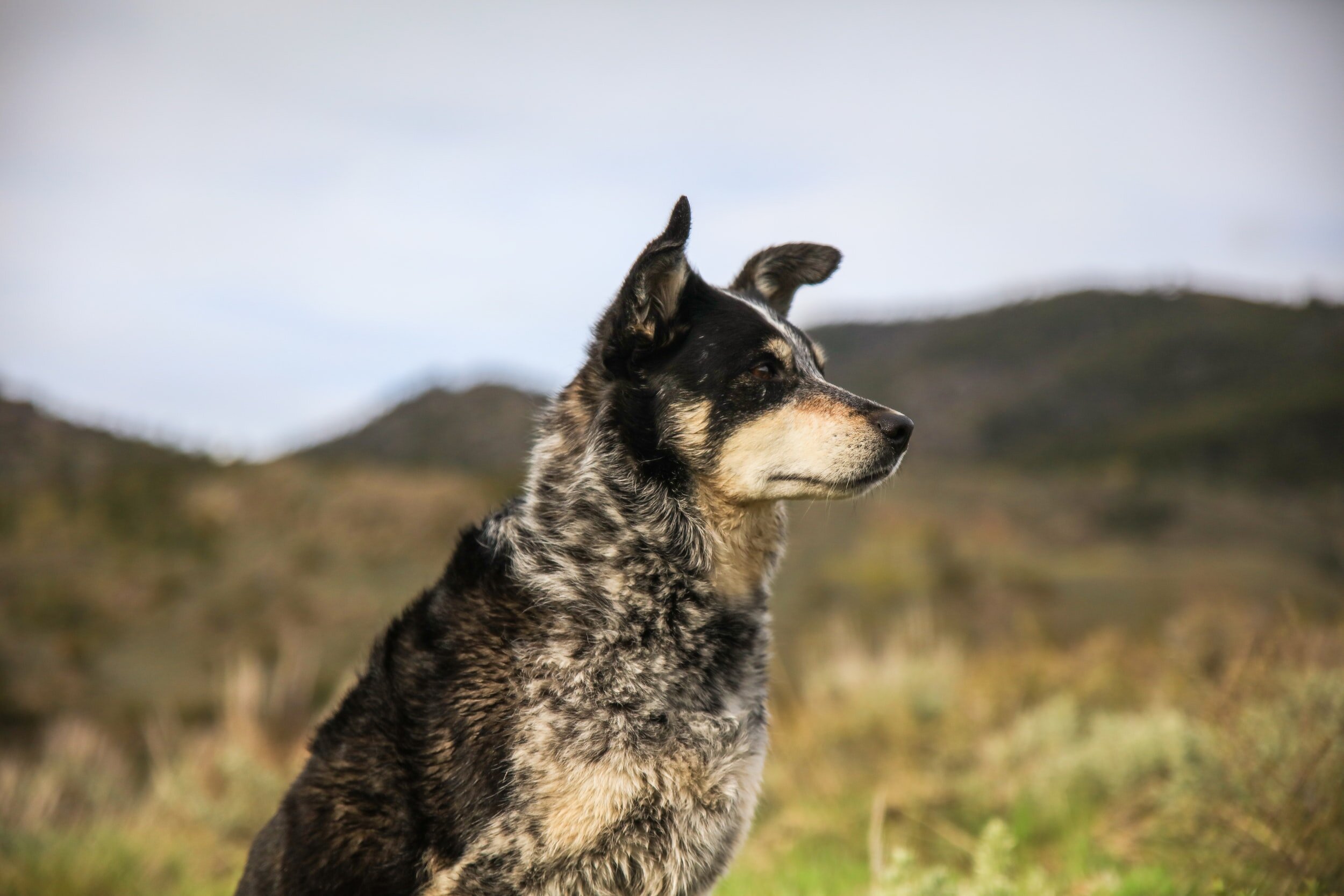 Impulse Control Dog Training Classes - South Kingstown RI