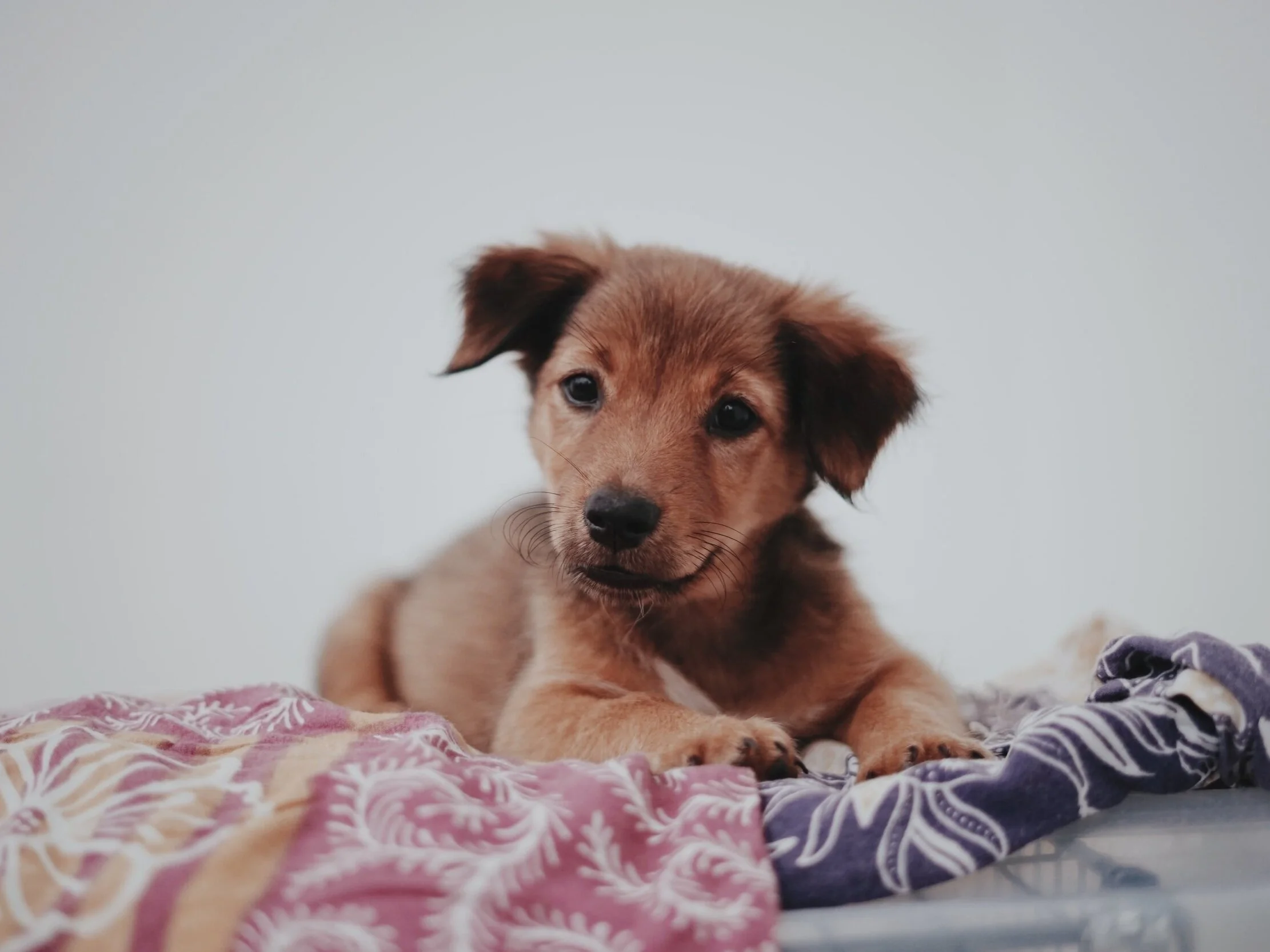 Puppy Training Classes In RI — Courteous Canine