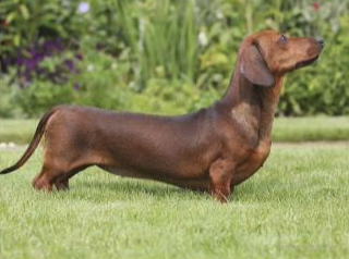 The Dachshund: Small Dog, Big Personality