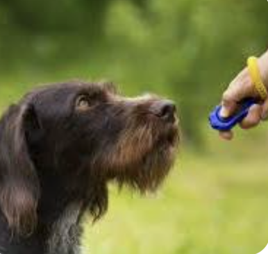 Why Courteous Canine Uses Positive Reinforcement—Not Corrective Collars