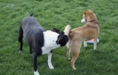 The 5 Pillars of Successful Dog-Dog Greetings