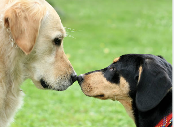 Diverse Species on Earth