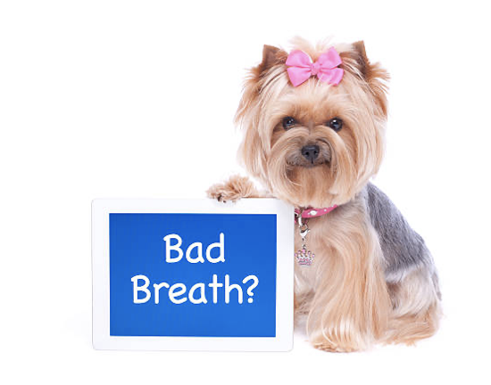 Bad Breath in Dogs: Causes, Prevention, and What Owners Should Do
