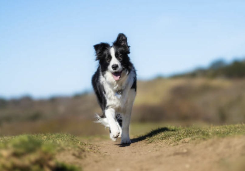 Border Collies: Brilliant Minds and Boundless Energy