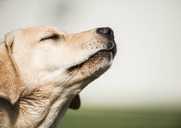 Let Them Sniff: Why Sniffing Is Essential for Your Dog’s Well-Being