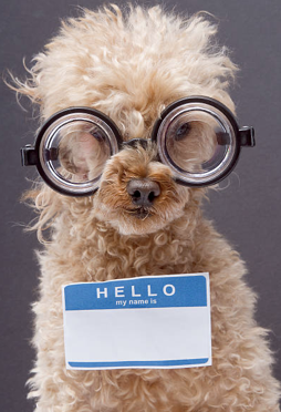 The Most Popular Dog Names: Then and Now