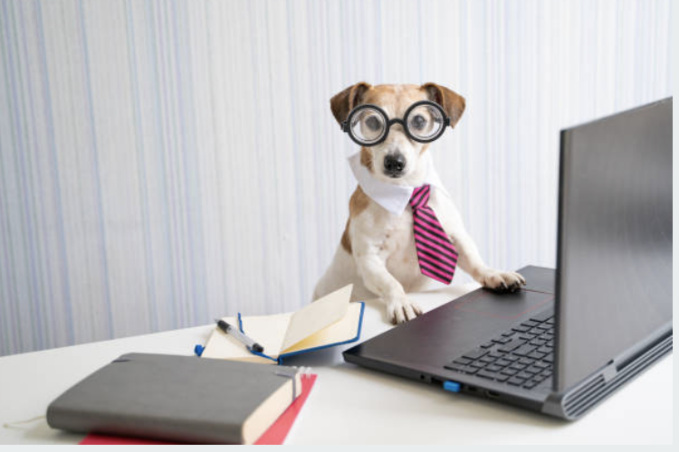 Dogs in the Workplace: Benefits, Challenges, and Training Tips
