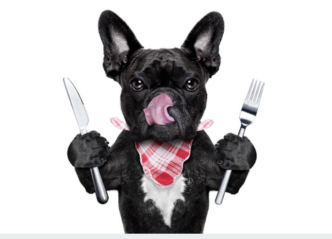 We Are What We Eat: Making Smart Nutrition Choices for Your Dog