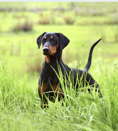 The Doberman: Loyal, Intelligent, and Courageous