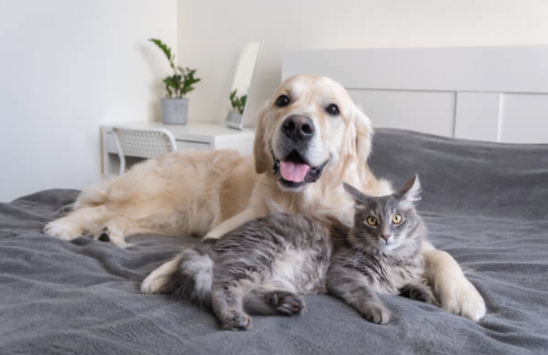 A Harmonious Multi-Species Household: Helping Cats and Dogs Live Together