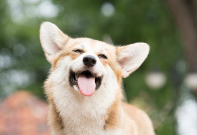 5 Tips for Keeping Your Dog Busy (and Happy!)