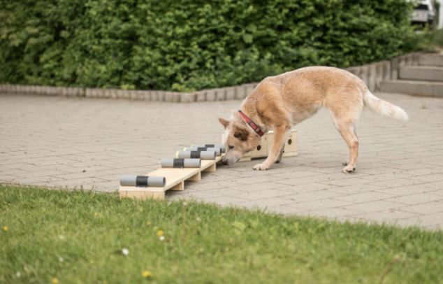 Nose Jobs: Amazing Ways Dogs Use Their Incredible Sense of Smell
