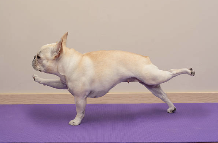 Doga: Yoga for Dogs and Their Humans