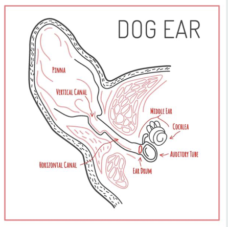 Ear Infections in Dogs: What Every Dog Owner Should Know