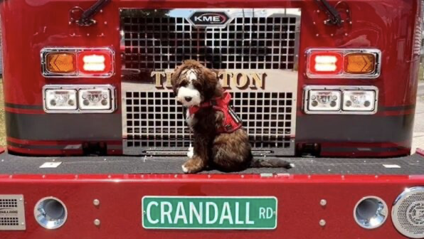 A cute puppy sitting on the front bumper of a fire truck, with a badge and grille visible. The puppy wears a red harness, and a green street sign reads 'Crandall Rd' in front of the truck.