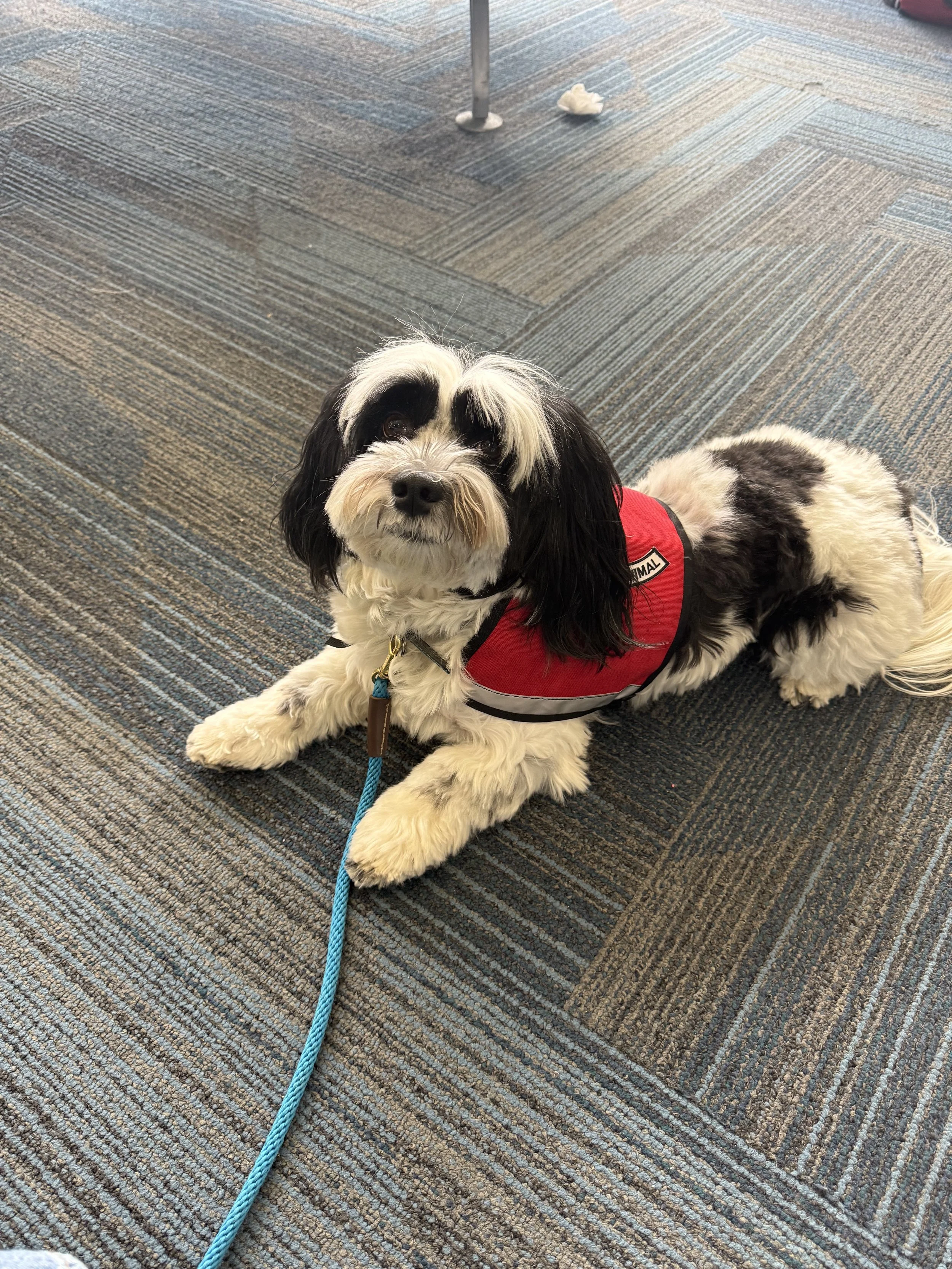 A woman smiling and holding a small black and white dog with a blue leash indoors.