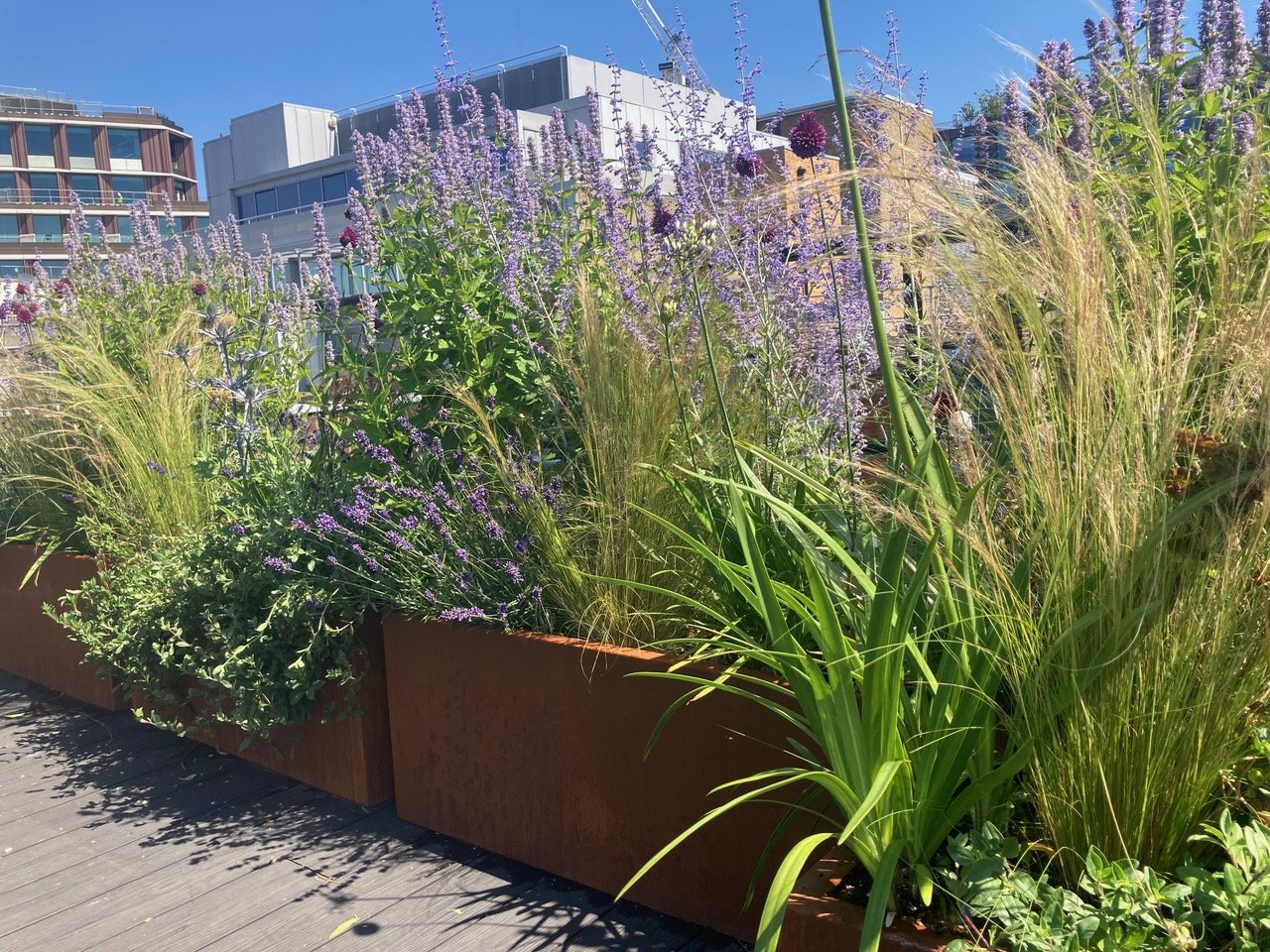Roof garden W1. Corten-style planters, two months after planting