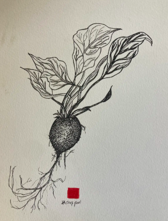 victorian radish.png