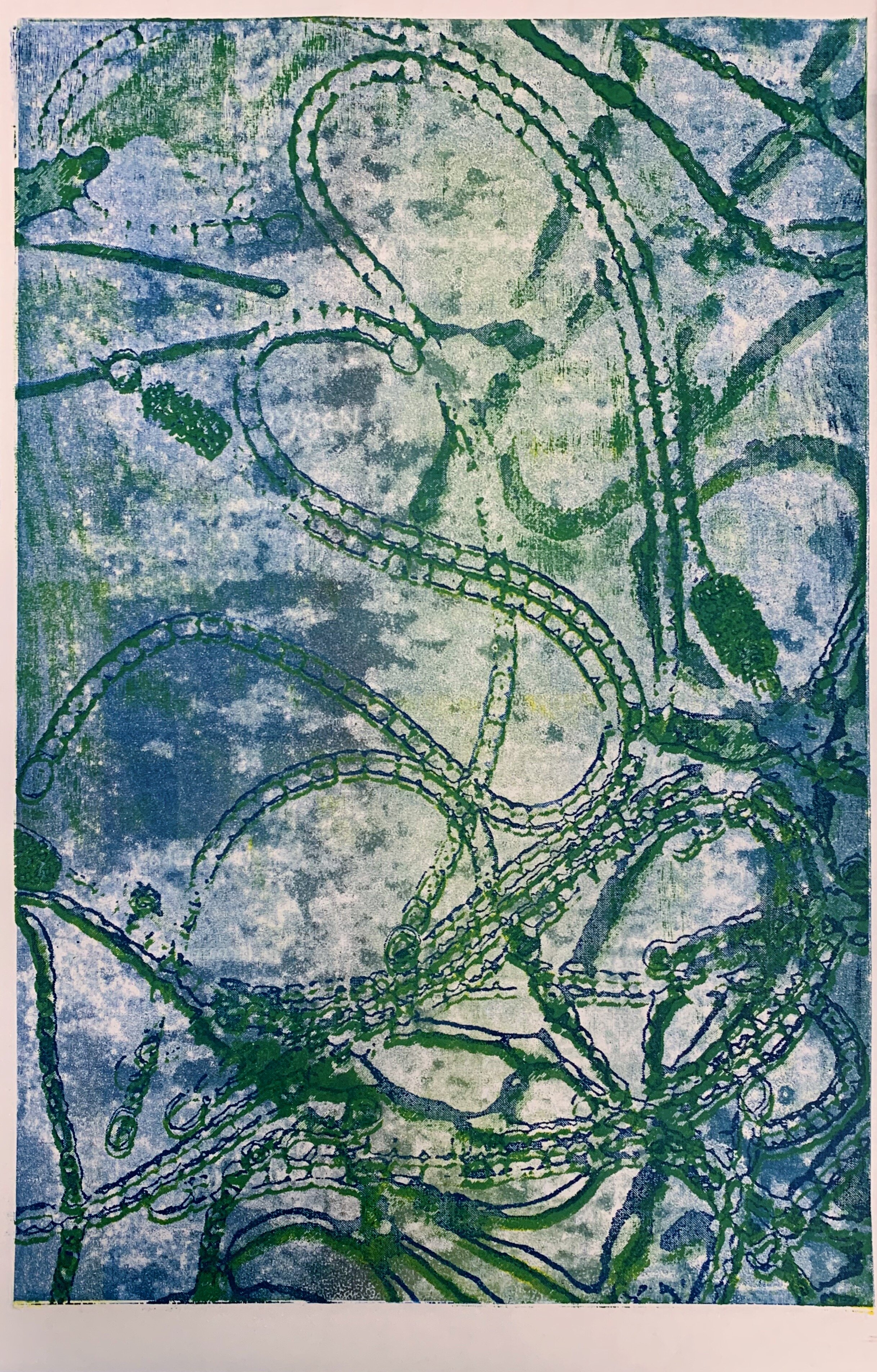 cyanobacteria