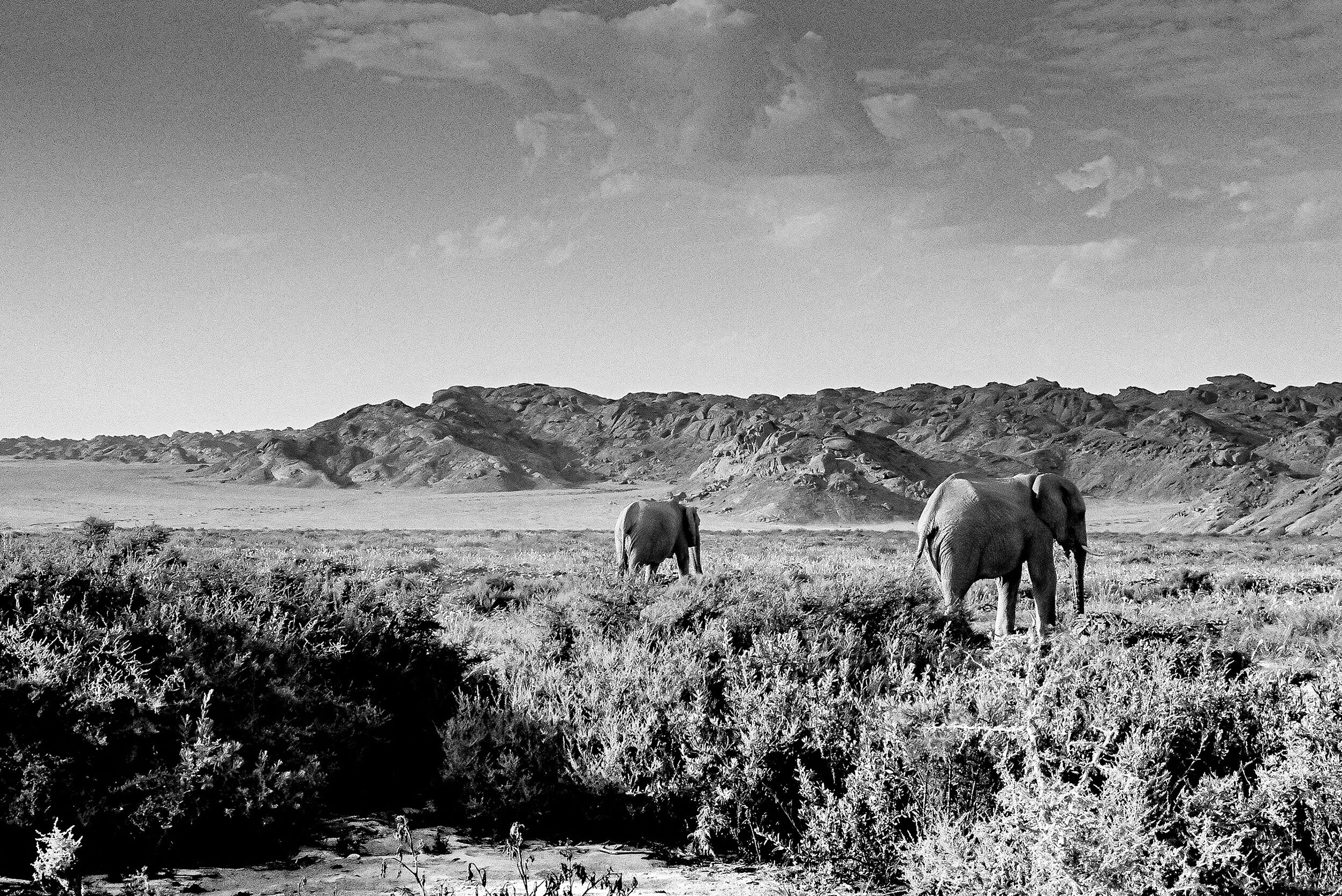 Desert-adapted-elephants.jpg
