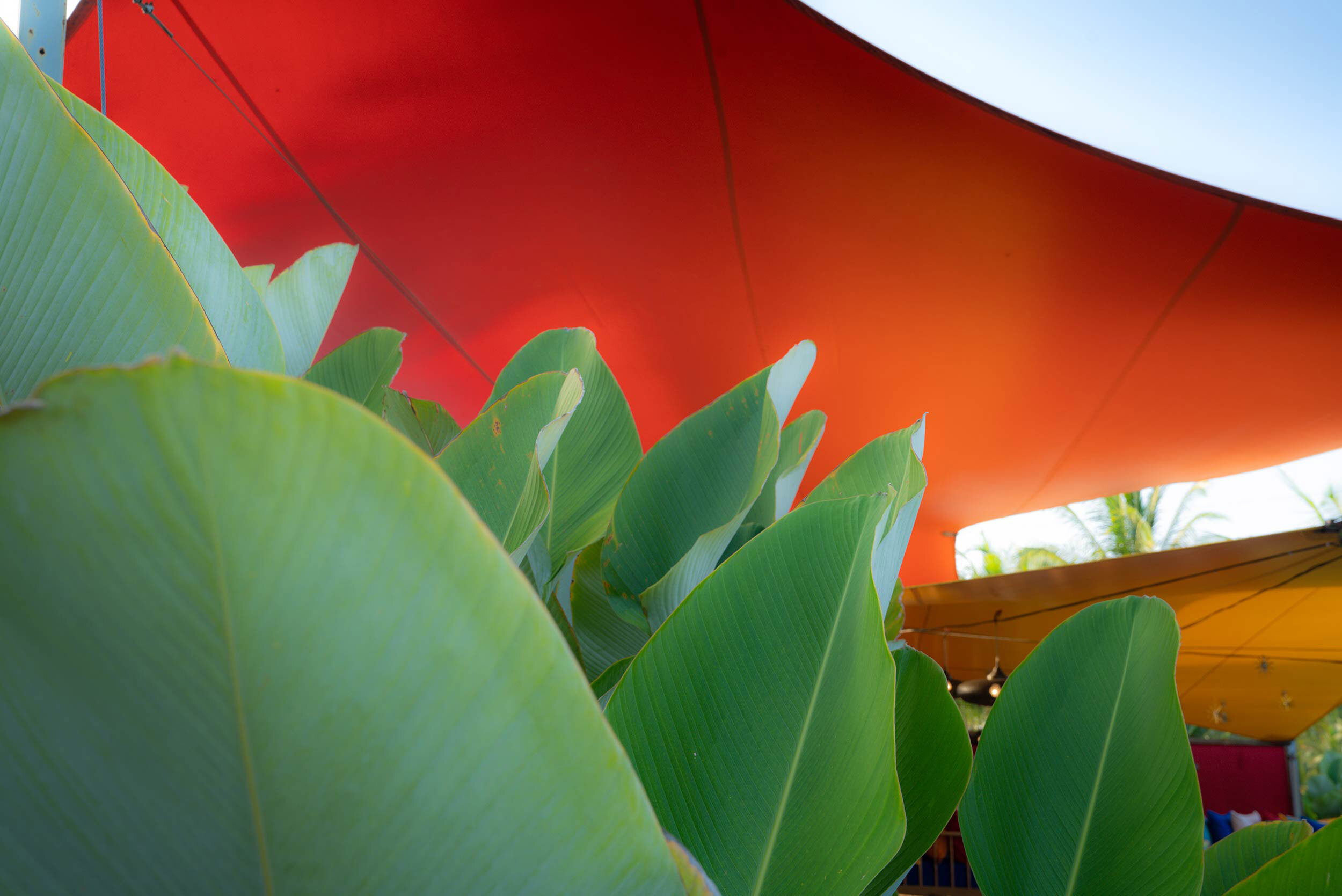 Orange-tent-&-plants.jpg